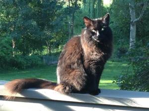 Oreo - 18 years. Mr. Bing's companion.